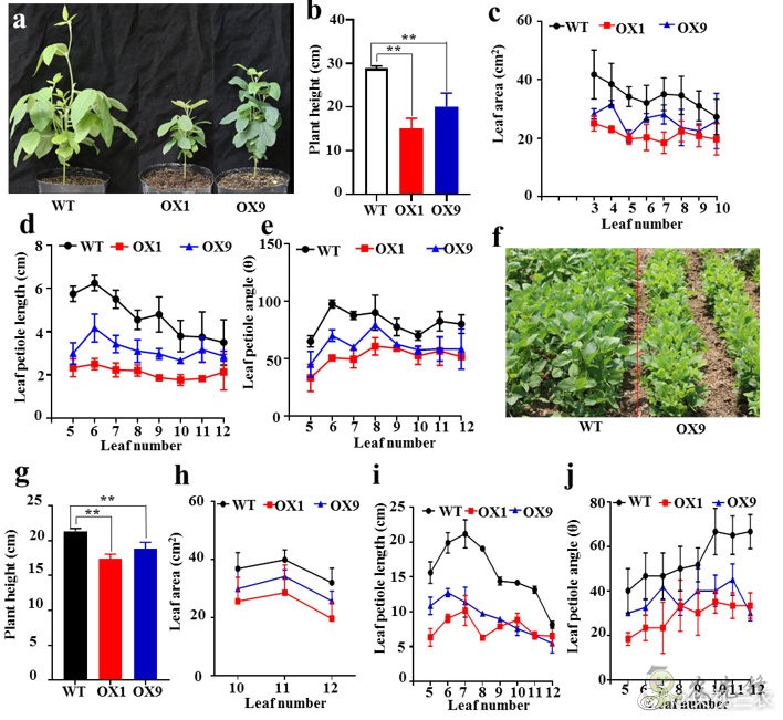 改良大豆株型提高耐密植和耐旱性新機制