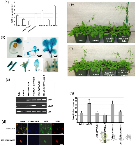 植物開花早晚是如何被精準調(diào)控的？