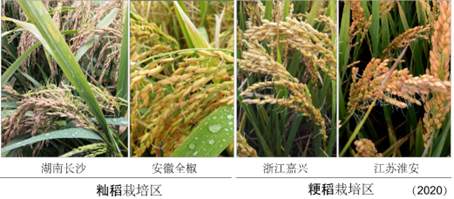 我國(guó)科學(xué)家找到調(diào)控水稻小麥穗發(fā)芽的“開關(guān)”