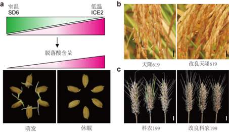 我國(guó)科學(xué)家找到調(diào)控水稻小麥穗發(fā)芽的“開關(guān)”